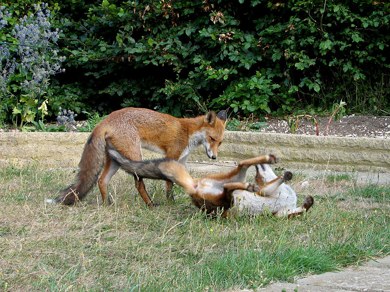 fox cubs