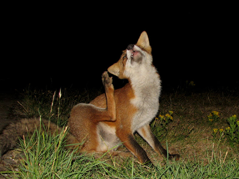 fox cubs