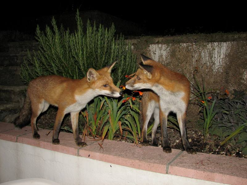 fox cubs