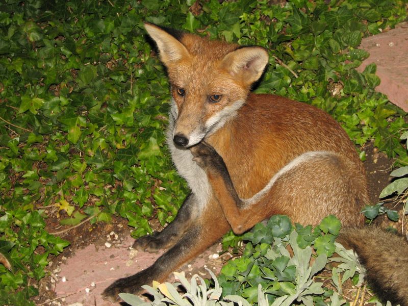 fox cubs