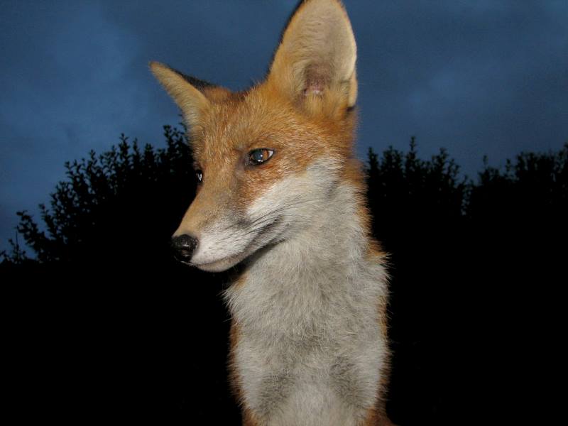 fox cubs