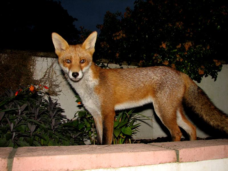 fox cubs