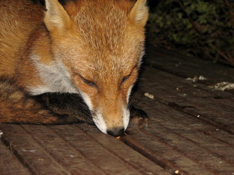 fox cubs