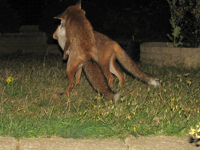 fox cubs