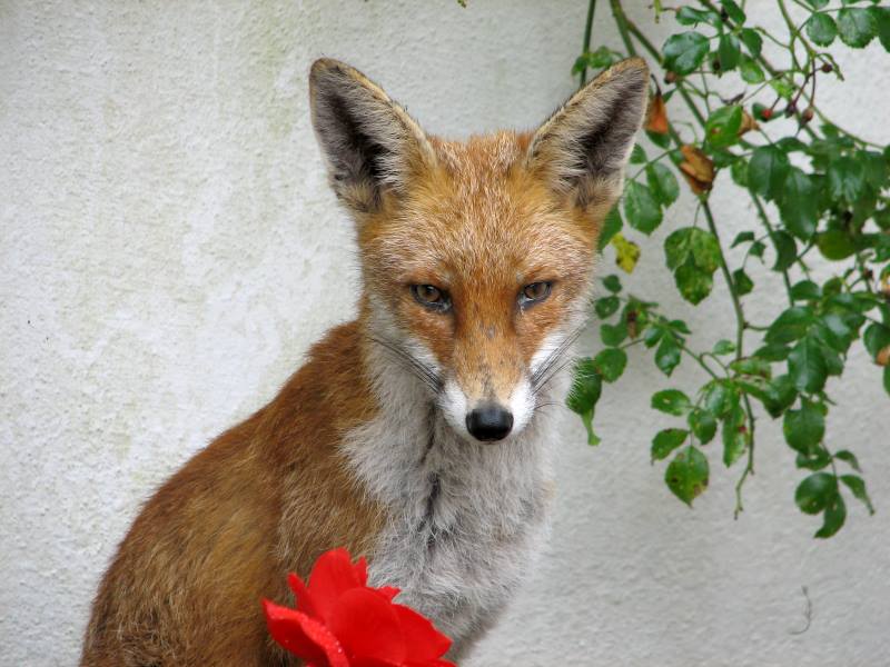 fox cubs