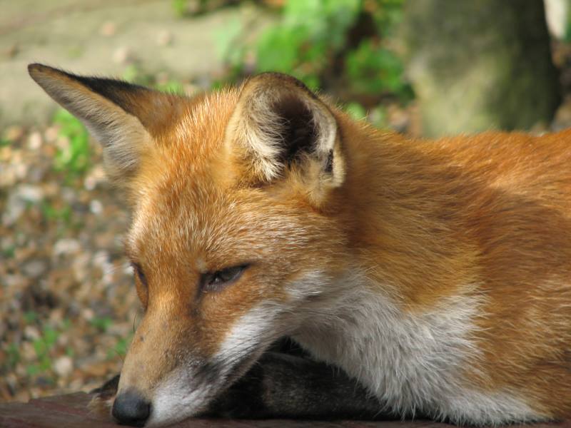 fox cubs