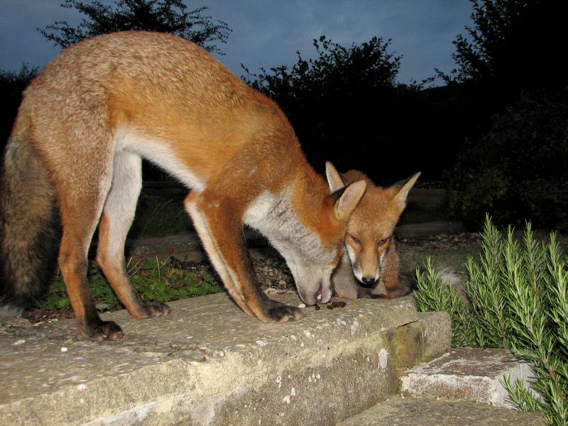 fox cubs