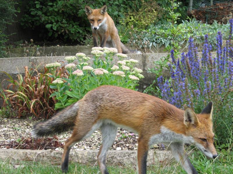 fox cubs