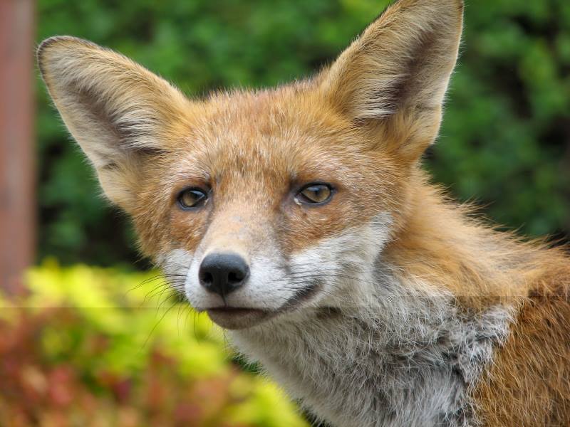 fox cubs