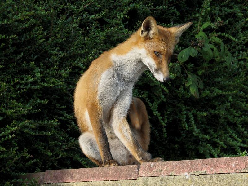 fox cubs