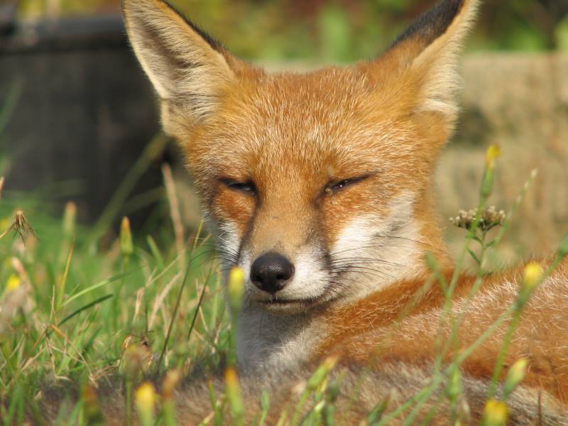 fox cubs