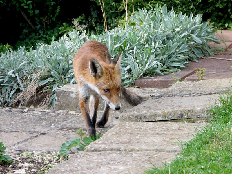 fox cubs