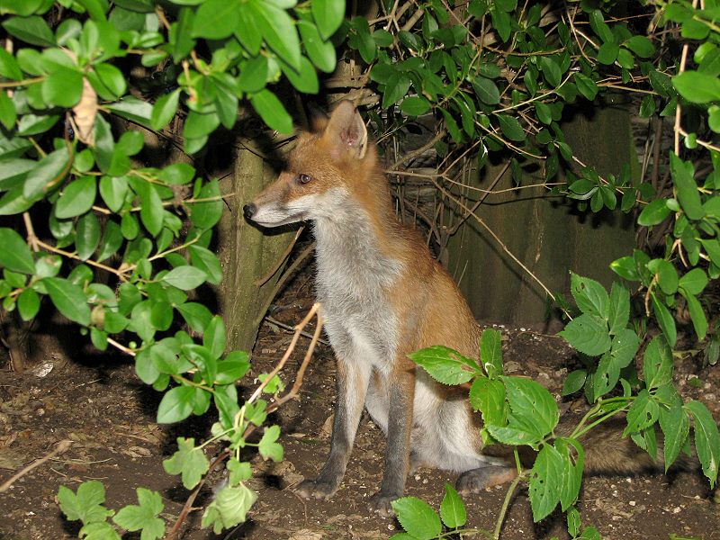 fox cubs