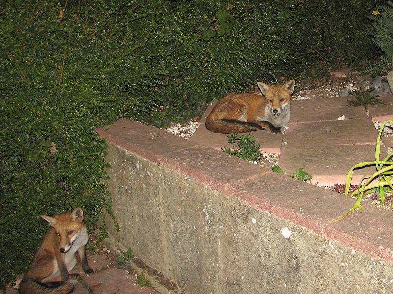 fox cubs