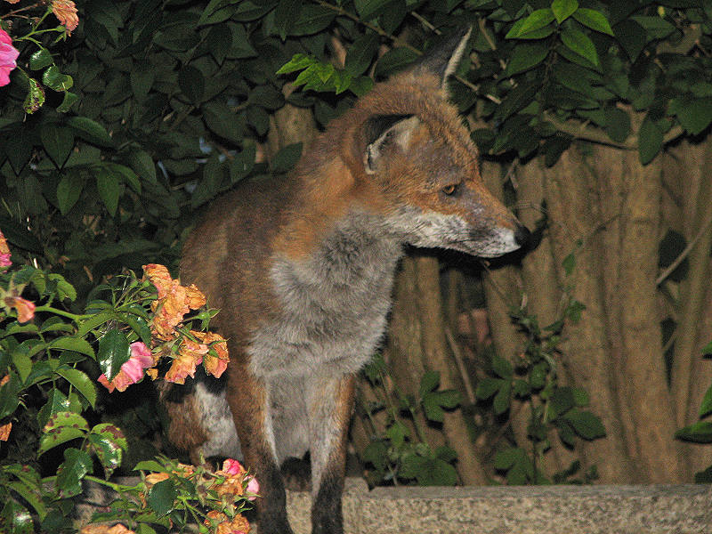 fox cubs