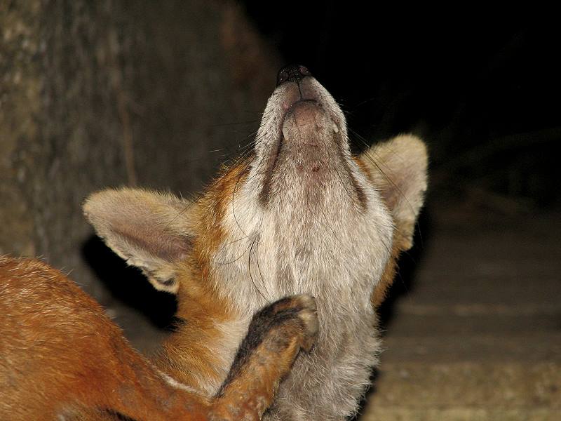 fox cubs