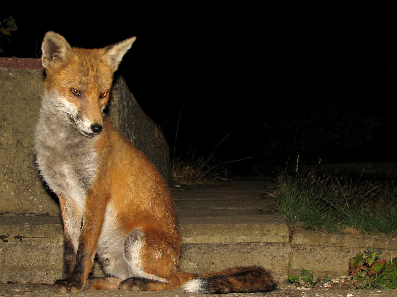 fox cubs