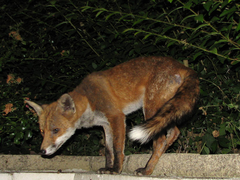 fox cubs