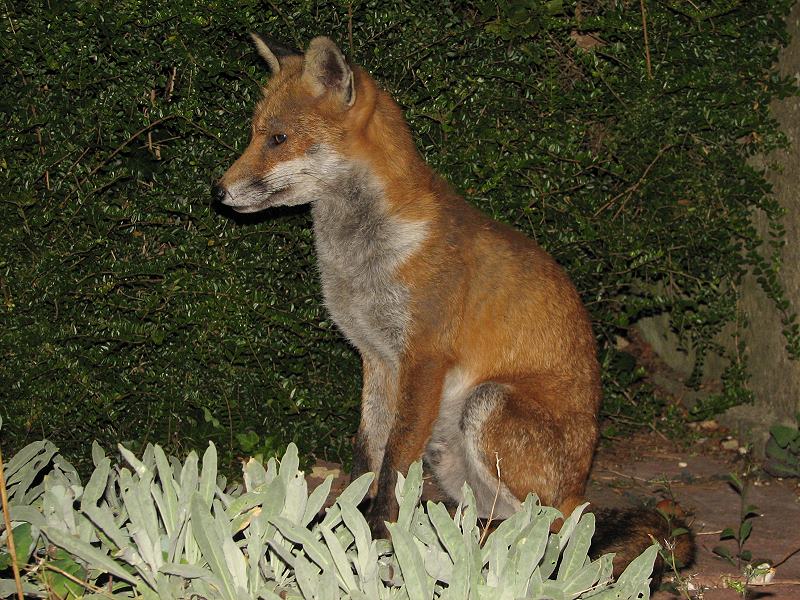 fox cubs