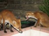 fox cubs