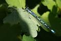 azure_damselfly_1805088936