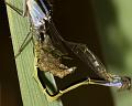 damselfly_emerging_1407093229