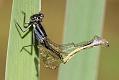 damselfly_emerging_1407093235