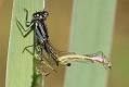 damselfly_emerging_1407093236