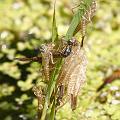damselfly_exuvia_1005087601