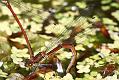 red-damselfly_1005087445