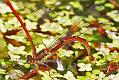 red-damselfly_1005087451