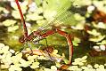 red-damselfly_1005087493