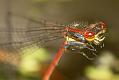 red-damselfly_1005087504