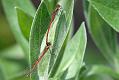 red-damselfly_1005087534