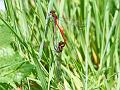 red-damselfly_mating_1805088771