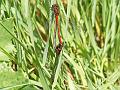 red-damselfly_mating_1805088784