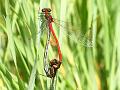 red-damselfly_mating_1805088788