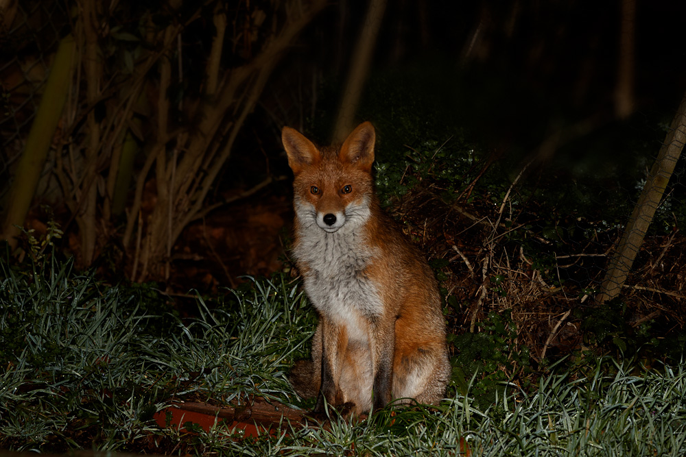 0101200101203084.jpg - Young Fox (Stumpy) first footing