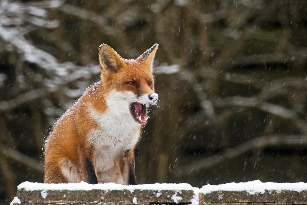 0103182702188795.jpg - Fox in snow