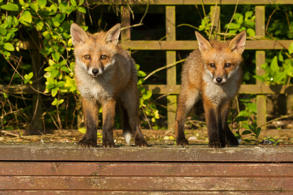 0104142705139999_39.jpg - Two fox cubs on the pergola