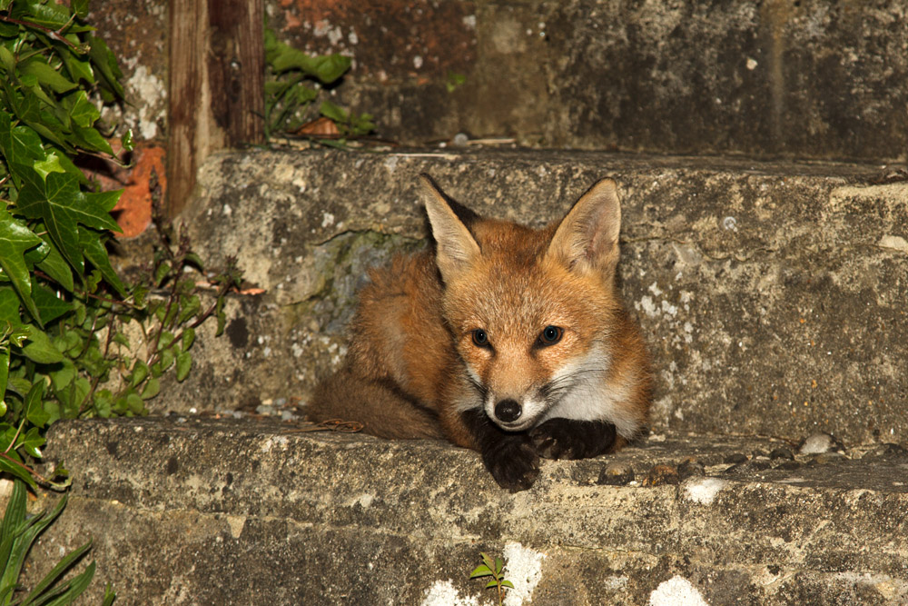 0104170606132387.jpg - Fox cub resting on garden steps