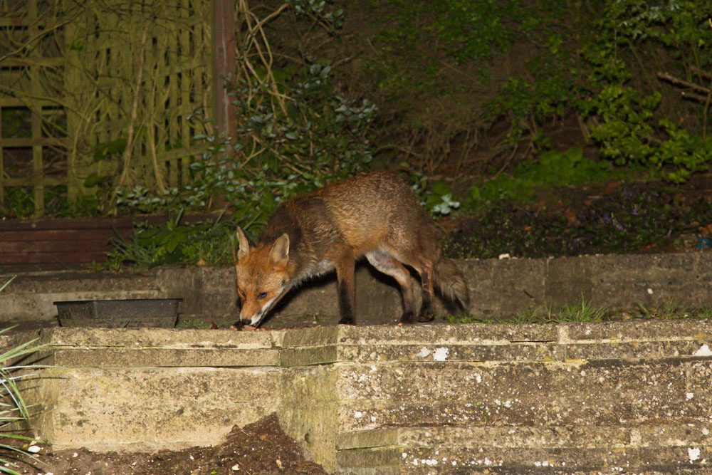 0105143004144903.jpg - Fox lurking at the rear of the garden