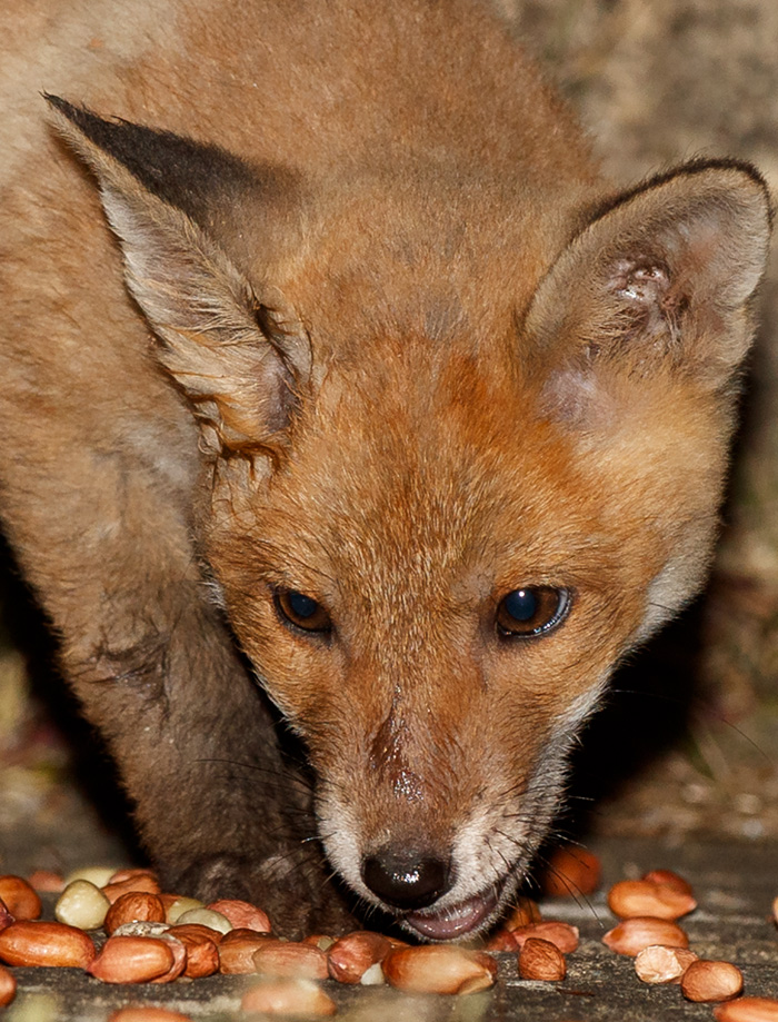 0105190105194213.jpg - Fox cubs in the garden