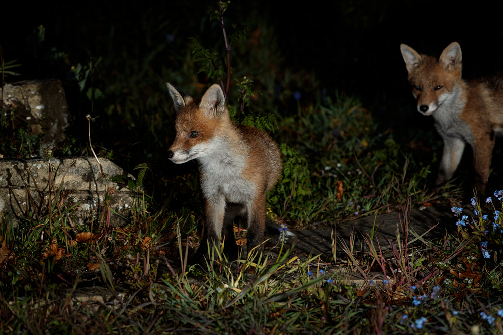 0105210105218711.jpg - Fox cubs in the garden