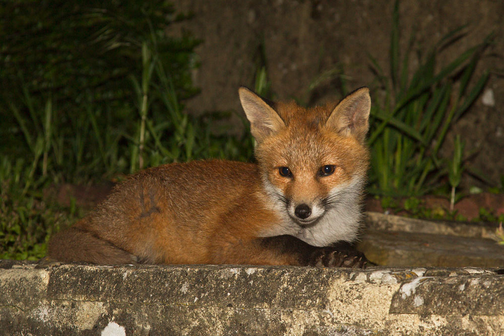 0106133105130729.jpg - Fox cub laying down resting in a suburban garden at night