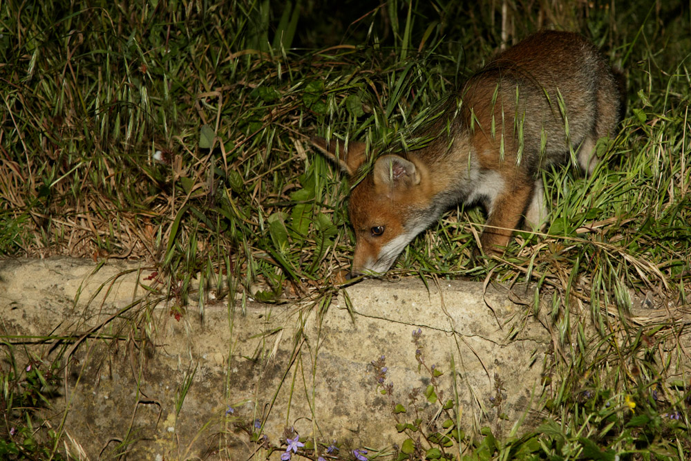 0106170106175812.jpg - Fox cub exploring in undergrowth