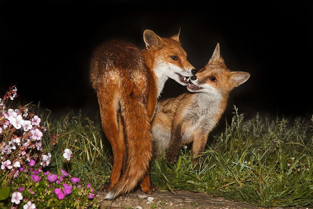 0106180106186396.jpg - Pretty Vixen and fox cub
