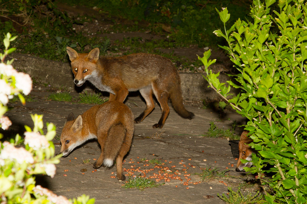0107130107137413.jpg - Adult fox (Vulpes vulpes) with fox cub