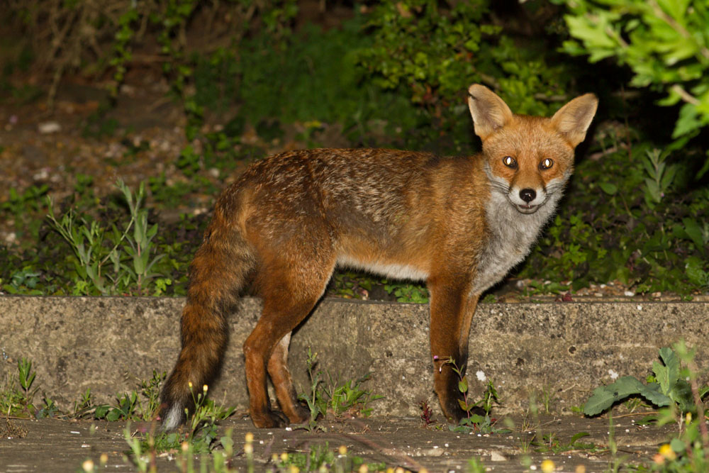 0107142806148012.jpg - Fox with nicked ear in garden