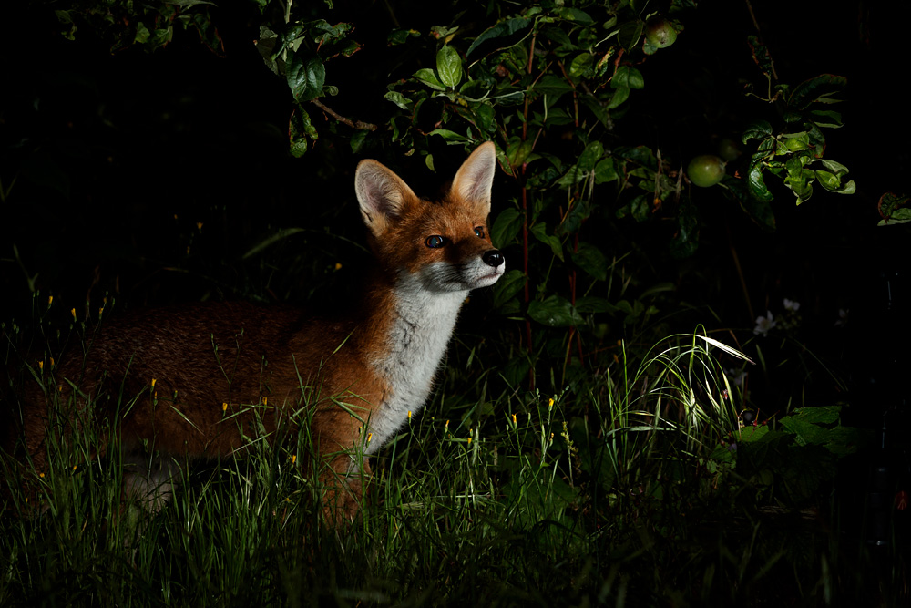 0107213006213967.jpg - Portrait of a fox cub